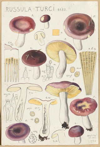 Russula turci - Hans Baldung — artwork view