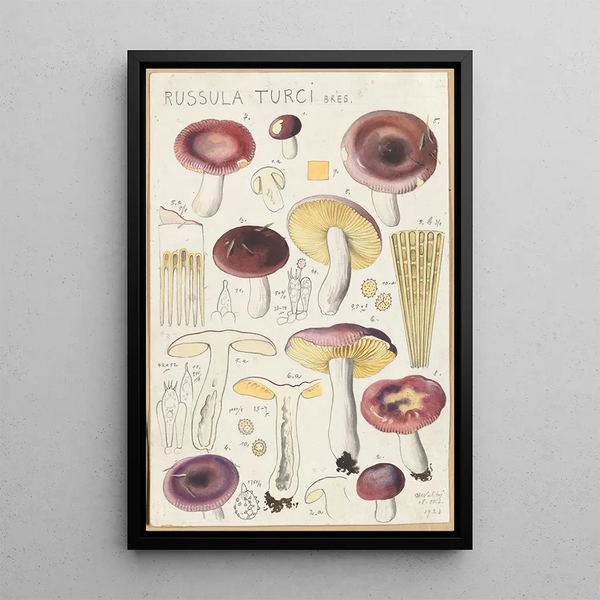 Russula turci - Hans Baldung — framed artwork on a wall