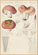 Russula vesca - Hans Baldung — artwork view