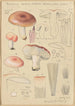 Russula vesca subsp Depallens singer - Hans Baldung — artwork view