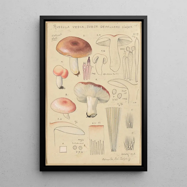 Russula vesca subsp Depallens singer - Hans Baldung — framed artwork on a wall