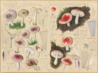Russule violacée Russule fragile - Hans Baldung — artwork view