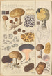 Scleroderma verrucosum - Hans Baldung — artwork view