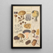 Scleroderma verrucosum - Hans Baldung — framed artwork on a wall