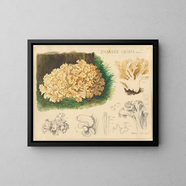Sparassis crispa - Hans Baldung — framed artwork on a wall
