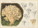 Sparassis laminosa - Hans Baldung — artwork view