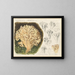 Sparassis laminosa - Hans Baldung — framed artwork on a wall