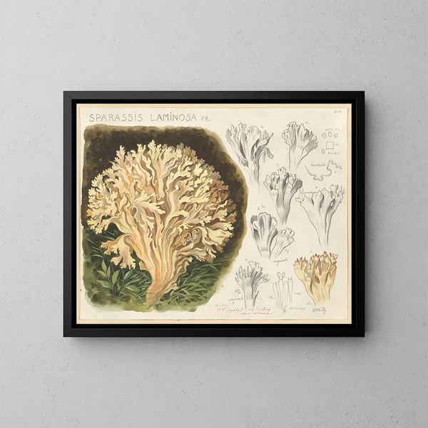 Sparassis laminosa - Hans Baldung — framed artwork on a wall