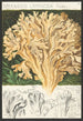 Sparassis laminosa Fries - Hans Baldung — artwork view
