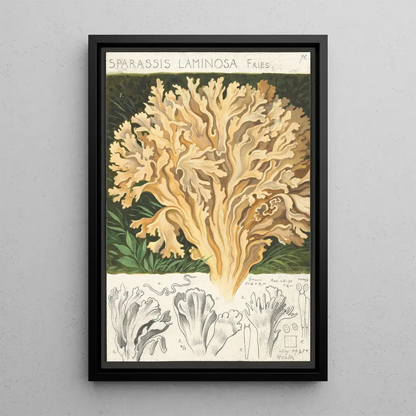 Sparassis laminosa Fries - Hans Baldung — framed artwork on a wall