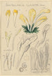 Spathularia clavata - Hans Baldung — artwork view
