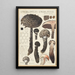 Strobilomyces strobilaceus Scop Berk - Hans Baldung — framed artwork on a wall