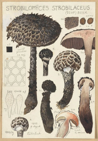Hans Walty - Strobilomyces strobilaceus Scop Berk.webp
