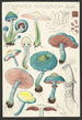 Stropharia aeruginosa Curt - Hans Baldung — artwork view
