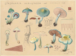 Stropharia aeruginosa var. viridula - Hans Baldung — artwork view