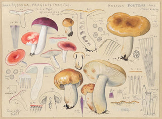 Russula foetens - Hans Baldung — artwork view