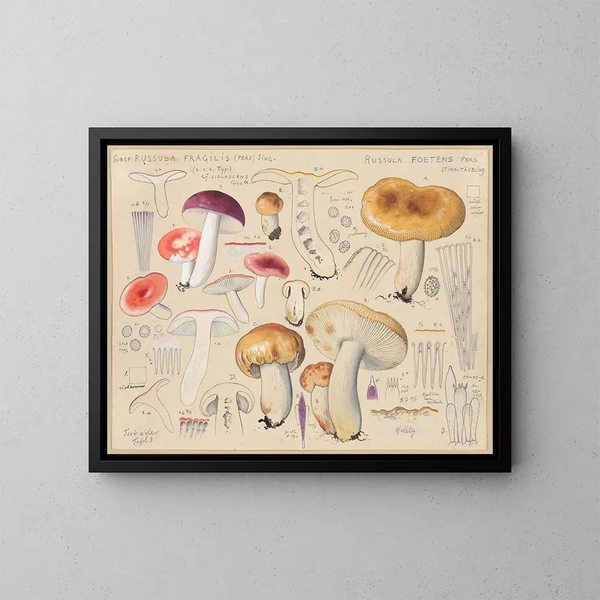 Russula foetens - Hans Baldung — framed artwork on a wall