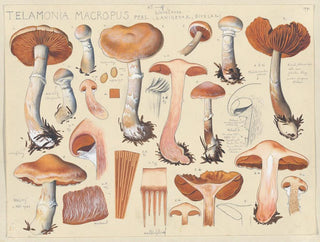 Telamonia macropus - Hans Baldung — artwork view