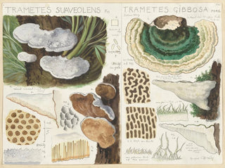 Trametes gibbosa - Hans Baldung — artwork view