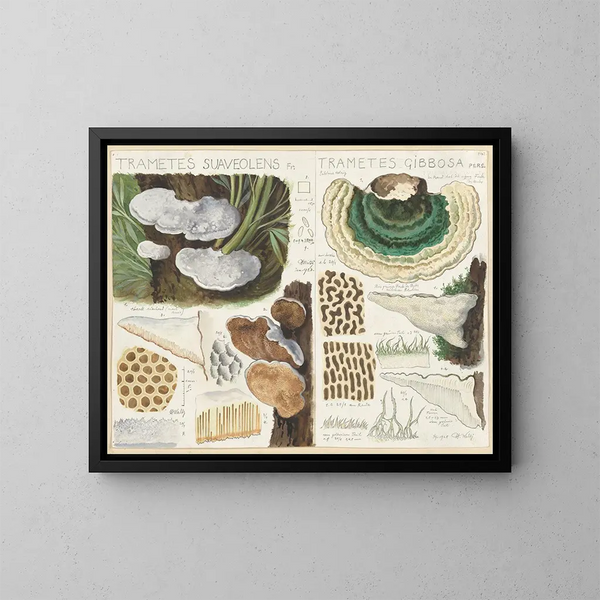 Trametes gibbosa - Hans Baldung — framed artwork on a wall