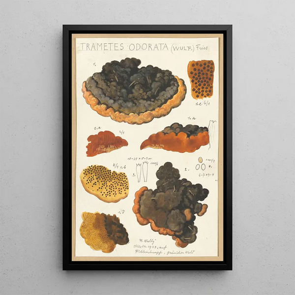 Trametes odorata Wulf Fries - Hans Baldung — framed artwork on a wall