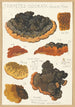 Trametes odorata Wulf Fries - Hans Baldung — artwork view