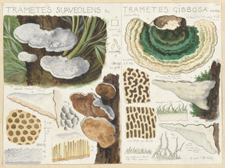 Trametes suaveolens - Hans Baldung — artwork view