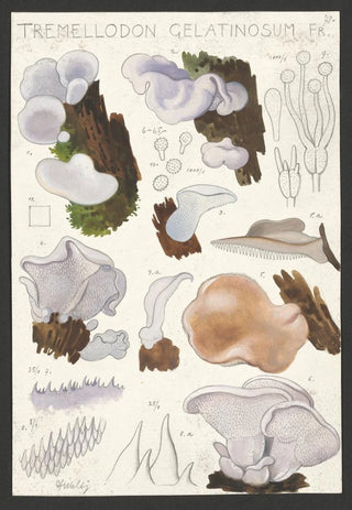 Hans Walty - Tremellodon gelatinosum Fr.webp