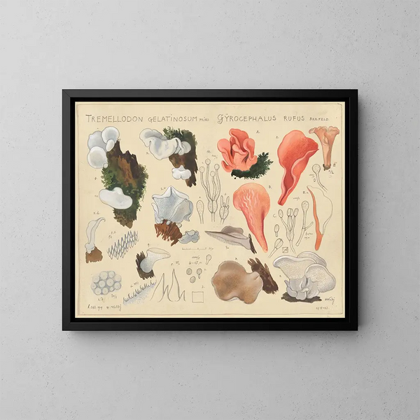 Tremellodon gélatinosum and Gyrocephalus rufus - Hans Baldung — framed artwork on a wall