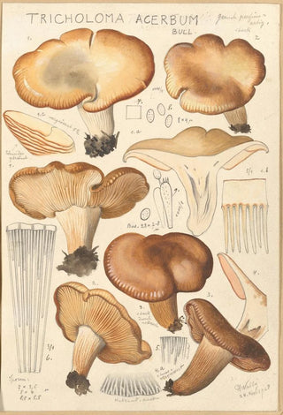 Hans Walty - Tricholoma acerbum.webp