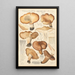 Tricholoma acerbum - Hans Baldung — framed artwork on a wall