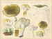 Tricholome coryphaeum Fr. sejunctum Sow - Hans Baldung — artwork view