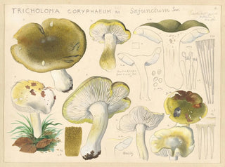 Tricholome coryphaeum Fr. sejunctum Sow - Hans Baldung — artwork view