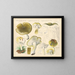 Tricholome coryphaeum Fr. sejunctum Sow - Hans Baldung — framed artwork on a wall