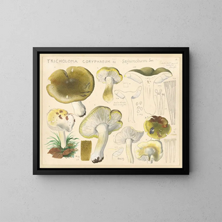 Tricholome coryphaeum Fr. sejunctum Sow - Hans Baldung — framed artwork on a wall