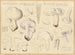 Tricholome gambosum - Hans Baldung — artwork view