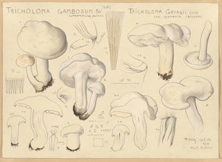 Tricholome gambosum - Hans Baldung — artwork view