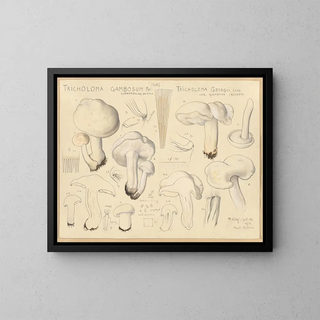 Tricholome gambosum - Hans Baldung — framed artwork on a wall