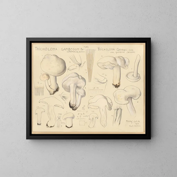 Tricholome gambosum - Hans Baldung — framed artwork on a wall