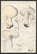 Tricholoma gambosum Gill - Hans Baldung — artwork view