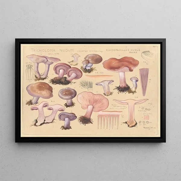 Tricholoma nudum Bull 1789 Rhodopaxillus nudus Maire - Hans Baldung — framed artwork on a wall