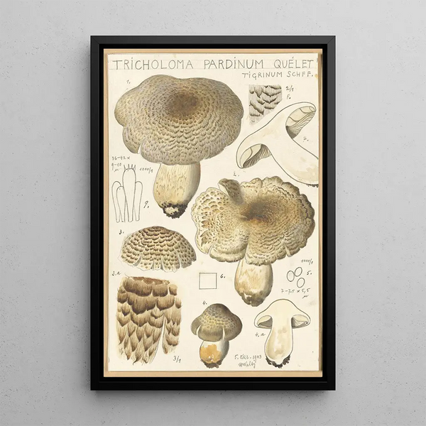 Tricholoma pardinum quelet - Hans Baldung — framed artwork on a wall