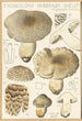 Tricholoma pardinum quelet - Hans Baldung — artwork view