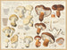 Tricholome de Pomone Tricholome subannulé - Hans Baldung — artwork view