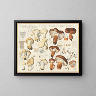 Tricholome de Pomone Tricholome subannulé - Hans Baldung — framed artwork on a wall
