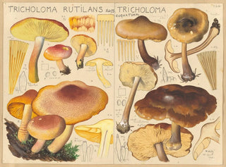 Tricholome rutilant Tricholome cognatum - Hans Baldung — artwork view