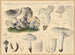 Tricholome saponacé var. squameux - Hans Baldung — artwork view