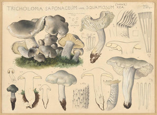 Tricholome saponacé var. squameux - Hans Baldung — artwork view