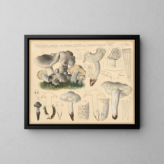 Tricholome saponacé var. squameux - Hans Baldung — framed artwork on a wall