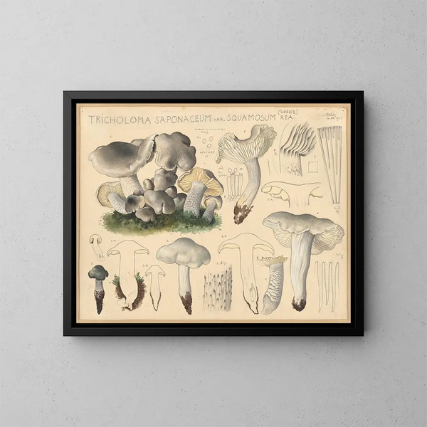 Tricholome saponacé var. squameux - Hans Baldung — framed artwork on a wall